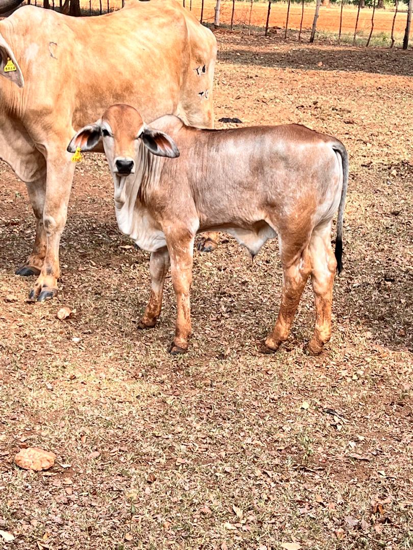 Premium Brahman Bull